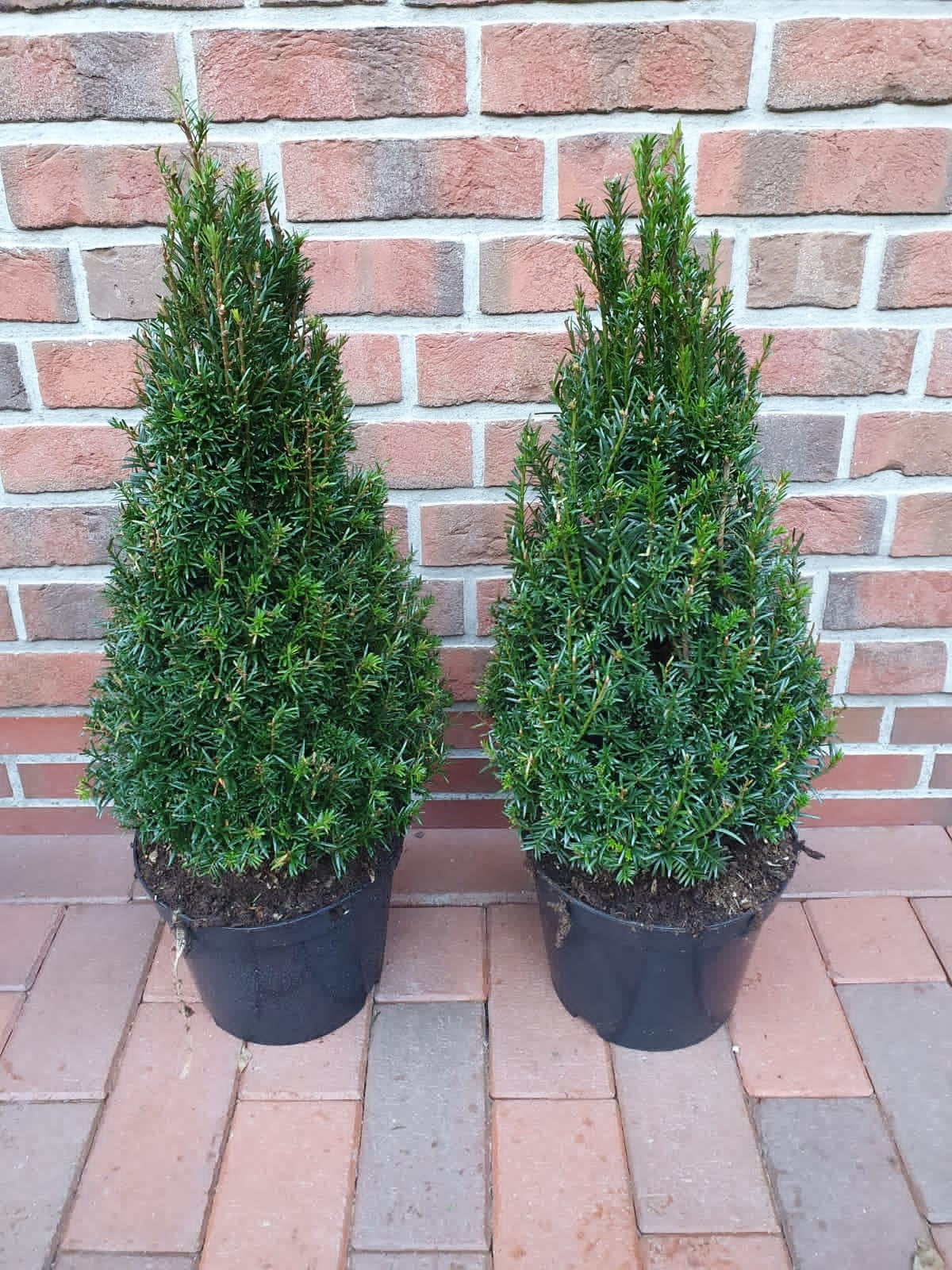 2x Taxus baccata Kegel – 80–90 cm inkl. Topf – winterharte Eibe – immergrüne Kegelform für Garten & Eingang