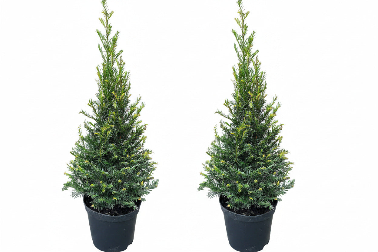 2x Taxus baccata Kegel – 80–90 cm inkl. Topf – winterharte Eibe – immergrüne Kegelform für Garten & Eingang