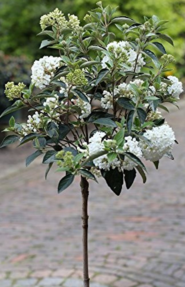 Viburnum 'Eskimo' I Schneeball Hochstamm | Stammhöhe 80 cm | Gesamthöhe 120-130 cm I Weiß blühend | Winterhart & pflegeleicht