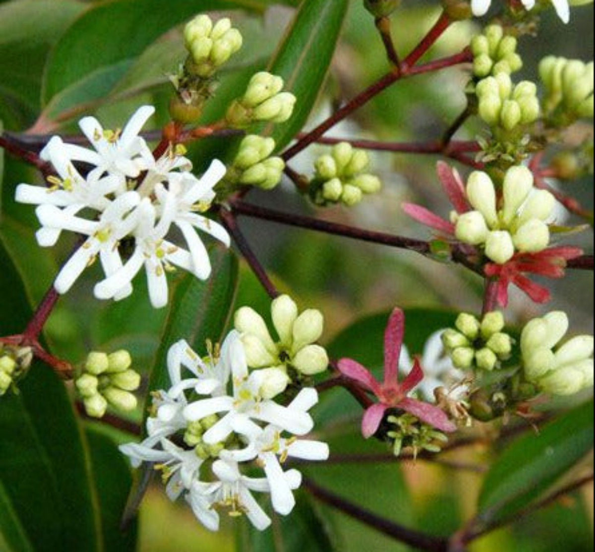 Heptacodium miconioides 120–130 cm im Topf – Sieben-Söhne-des-Himmels-Strauch