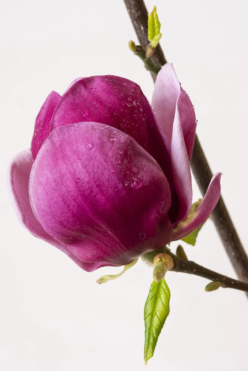 Magnolia soulangiana Genie – Hochstamm - Rote Tulpen-Magnolia 180-190 cm