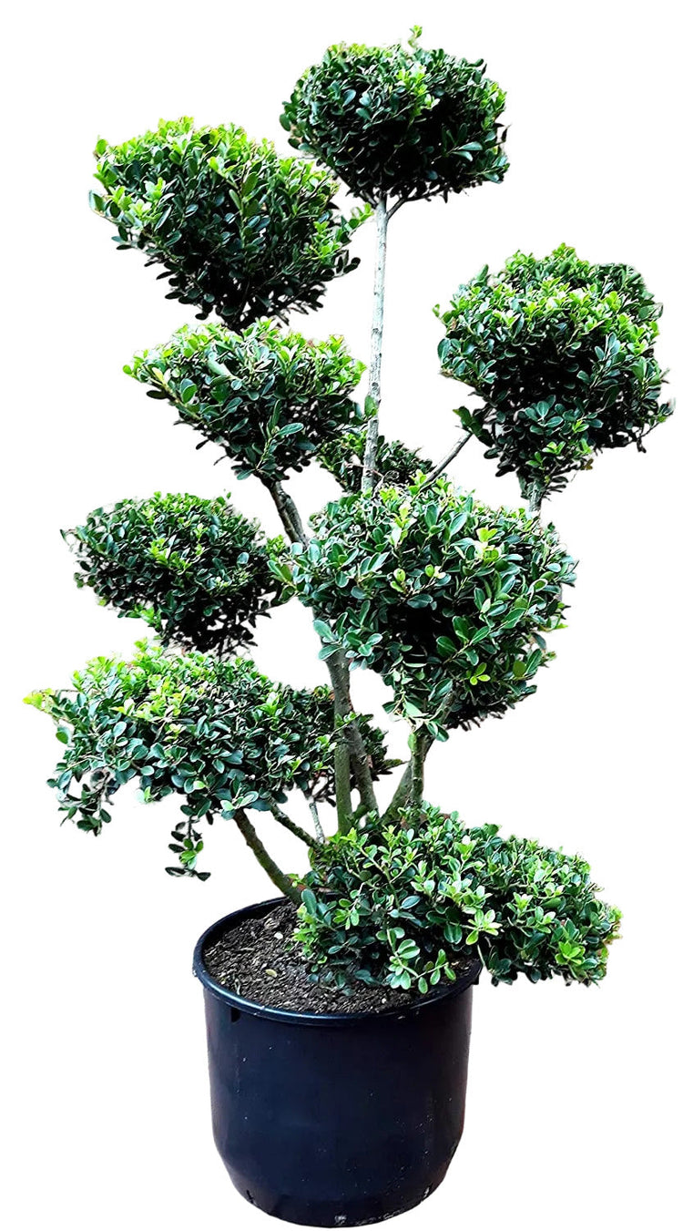 Gartenbonsai