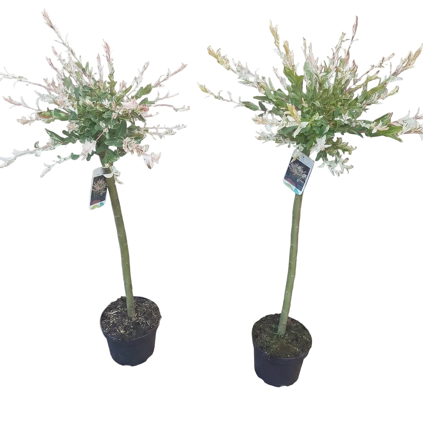 2x Harlekinweide Hakuro Nishiki – Hochstamm mit weiß-rosa Austrieb, 110–120 cm