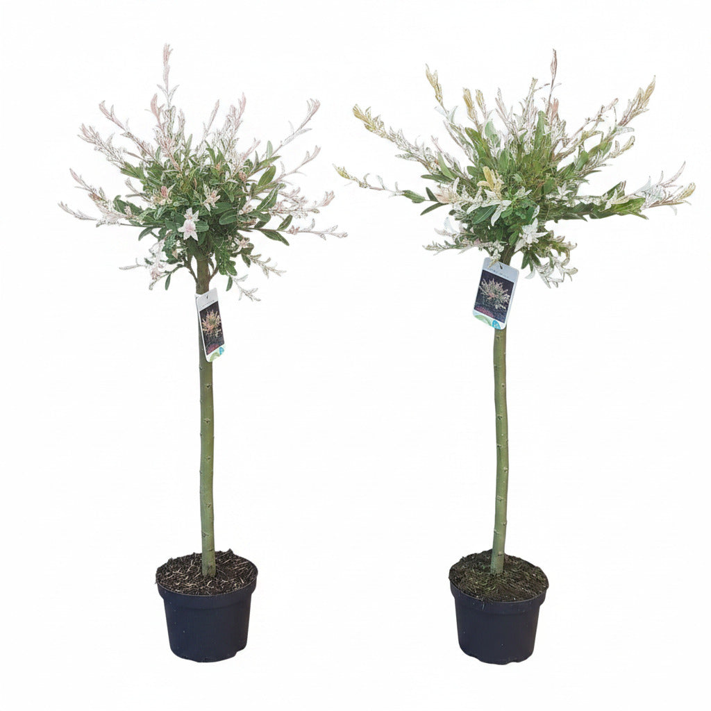 2x Harlekinweide Hakuro Nishiki – Salix Stämmchen mit weiß-rosa Austrieb - 110–120 cm