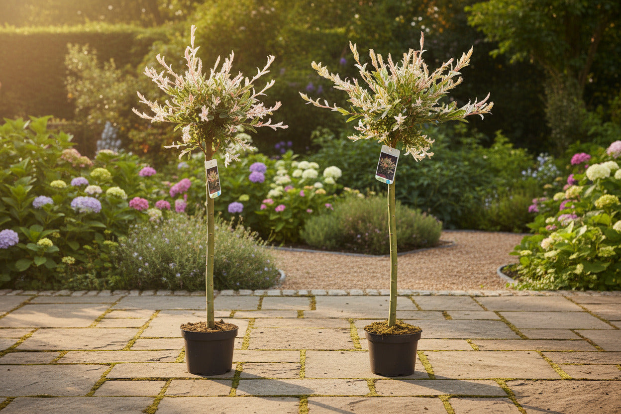2x Harlekinweide Hakuro Nishiki – Salix Stämmchen mit weiß-rosa Austrieb - 110–120 cm