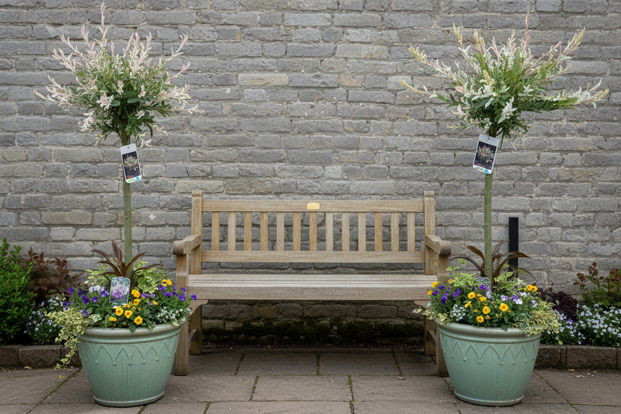 2x Harlekinweide Hakuro Nishiki – Salix Stämmchen mit weiß-rosa Austrieb - 110–120 cm