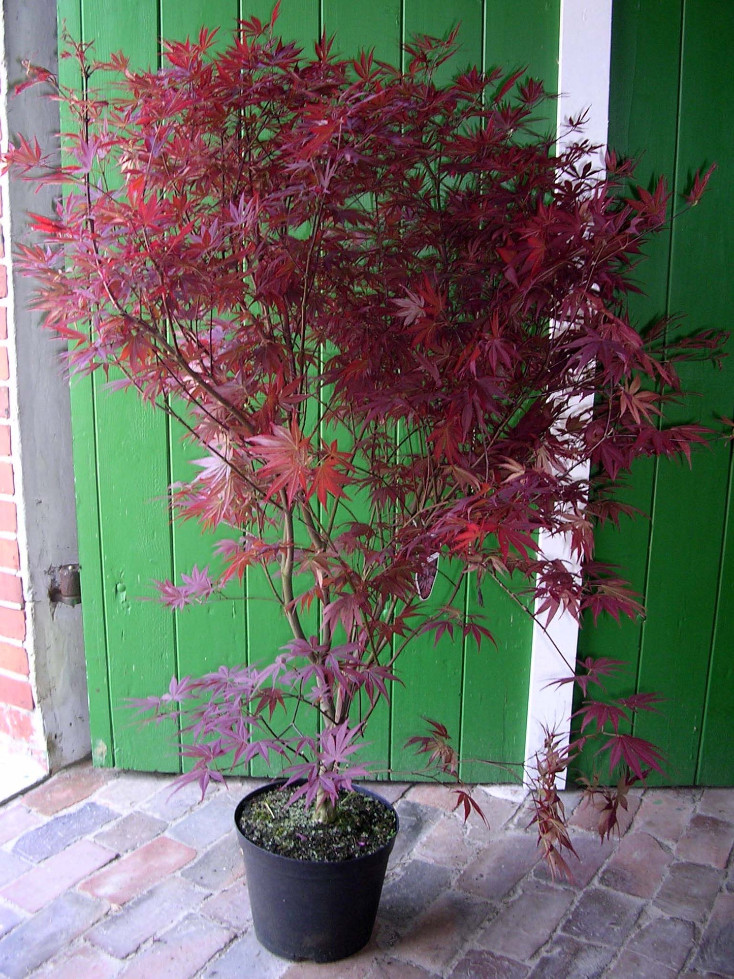 Roter Japanischer Fächerahorn – Acer palmatum Atropurpureum – 120–130 cm