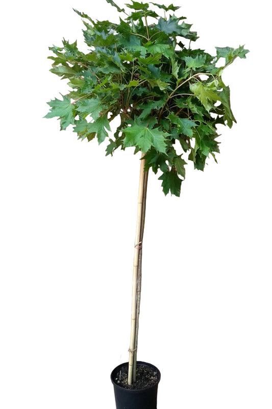 Acer platanoides Globosum – Kugelahorn Hochstamm 180–190 cm – 120 cm Stammhöhe – winterharter Kugelbaum für Garten & Vorgarten