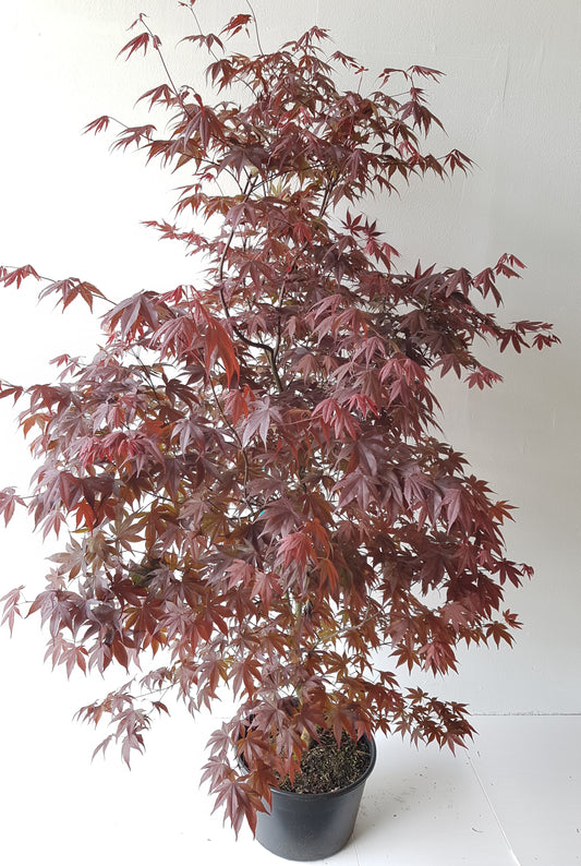 Roter Japanischer Fächerahorn – Acer palmatum Atropurpureum – 120–130 cm