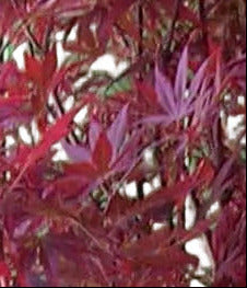 Roter Fächerahorn 170–180 cm | Acer palmatum Atropurpureum | Japanischer Ahorn | Winterhart