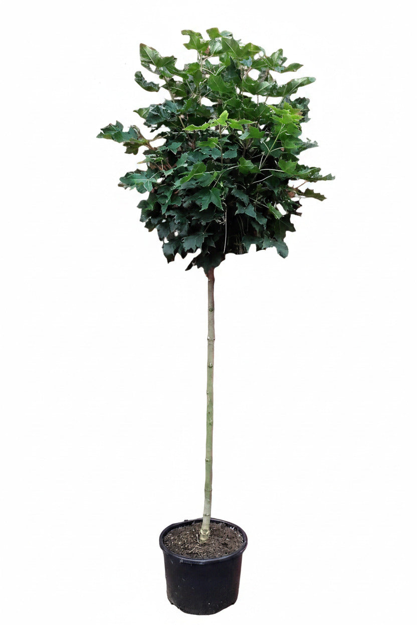 Acer platanoides Globosum – Kugelahorn Hochstamm 250 cm – 180 cm Stammhöhe – winterharter Kugelbaum für Garten & Vorgarten