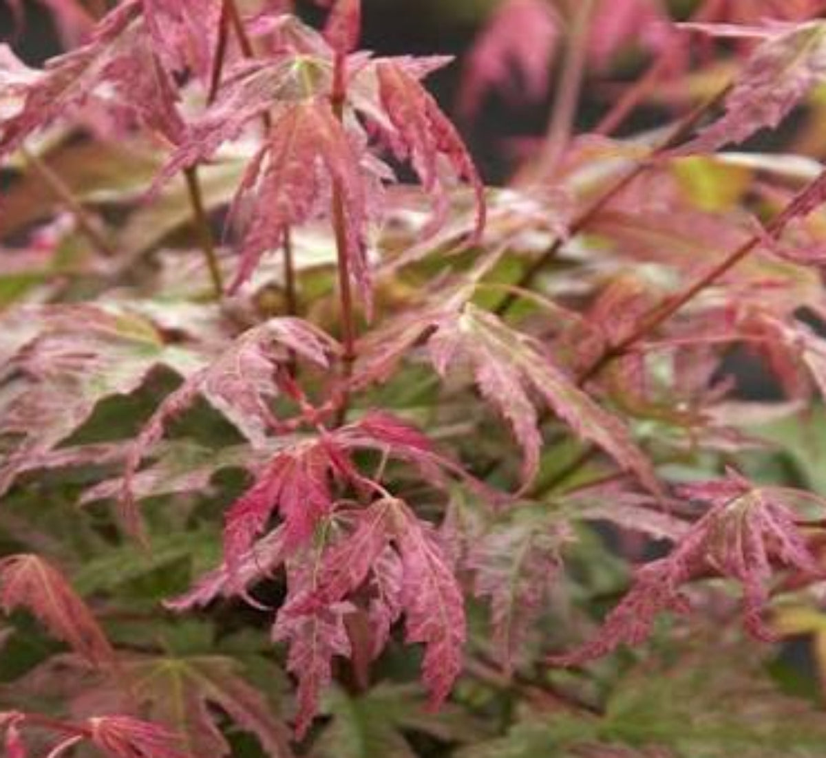 Acer palmatum Phoenix 120-130 cm – Mehrfarbiger japanischer Fächerahorn