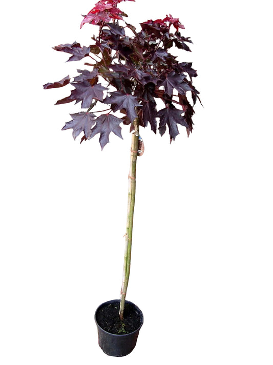 Blutahorn Hochstamm 'Crimson Sentry' – Rotblättriger Kugel-Ahorn Stämmchen winterhart – 180–190 cm – Acer platanoides