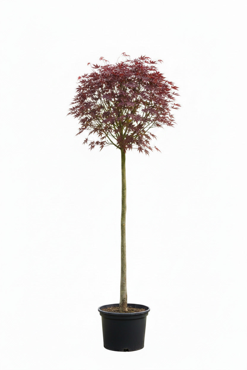 Blutahorn Hochstamm 'Crimson Sentry' – Rotblättriger Kugel-Ahorn Stämmchen winterhart – 180–190 cm – Acer platanoides