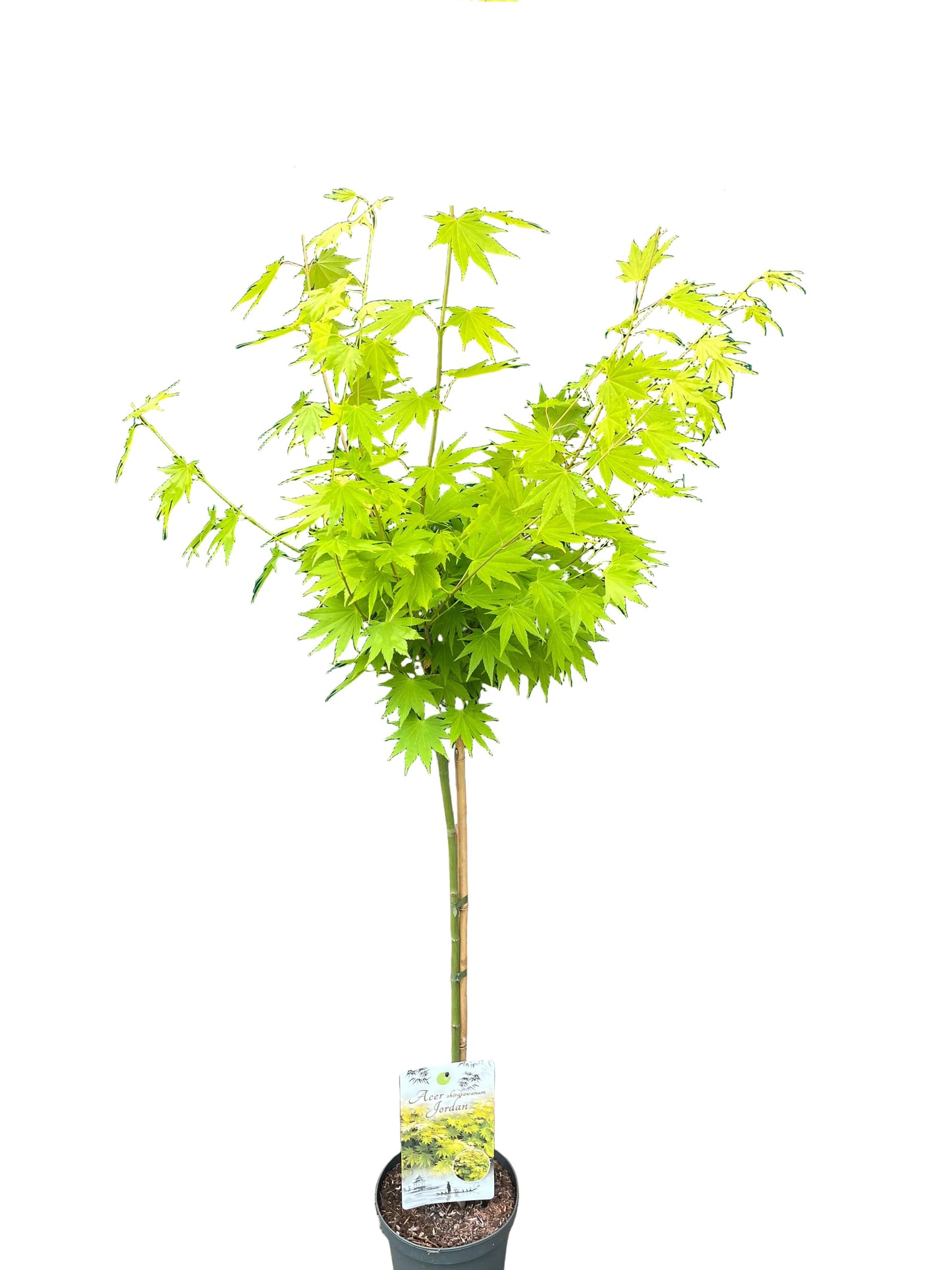 Acer shirasawanum 'Jordan' 130–140 cm | Japanischer Gold-Ahorn auf Stamm 80 cm | Winterharter Fächerahorn
