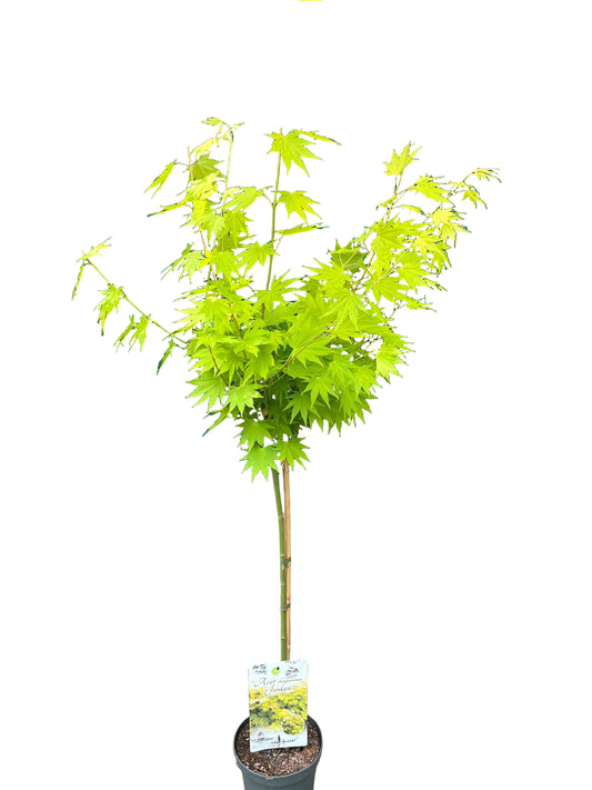 Acer shirasawanum 'Jordan' 130–140 cm | Japanischer Gold-Ahorn auf Stamm 80 cm | Winterharter Fächerahorn
