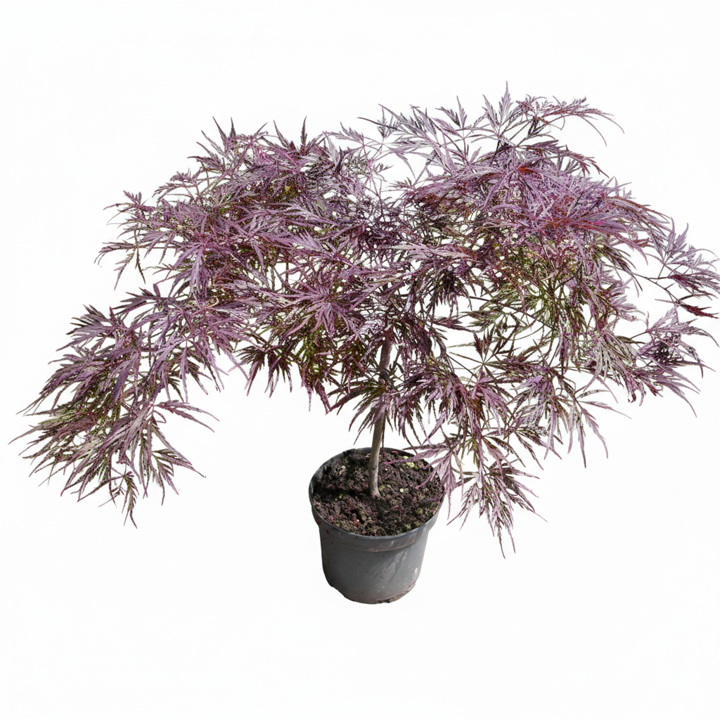 Roter Schlitz-Ahorn, Acer ‘Dissectum Garnet’ 50–60 cm – Japanischer Fächerahorn