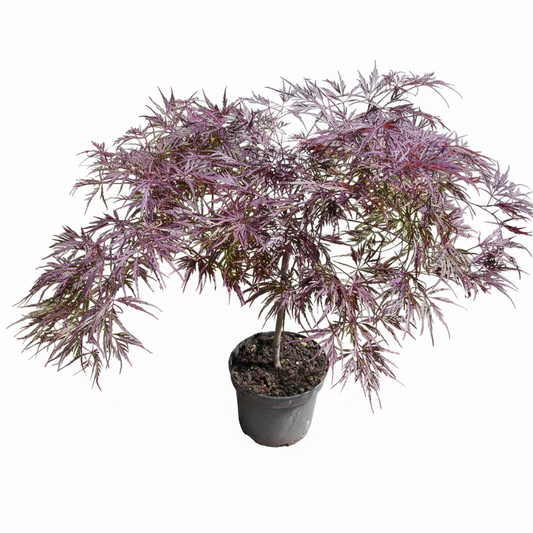 Roter Schlitz-Ahorn, Acer ‘Dissectum Garnet’ 50–60 cm – Japanischer Fächerahorn
