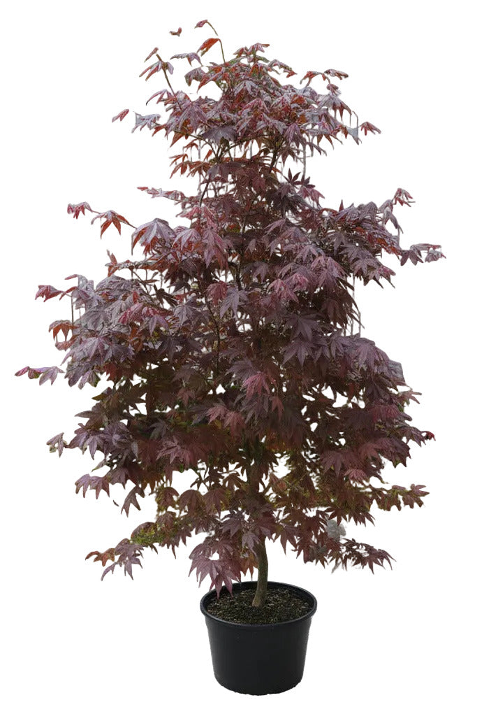 Roter Fächerahorn 170–180 cm | Acer palmatum Atropurpureum | Japanischer Ahorn | Winterhart