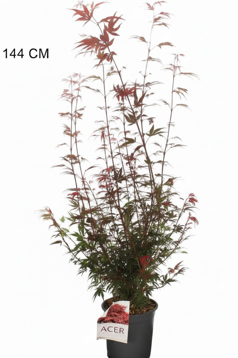 Acer palmatum Shaina 120-130 cm – Roter Japanischer Fächerahorn
