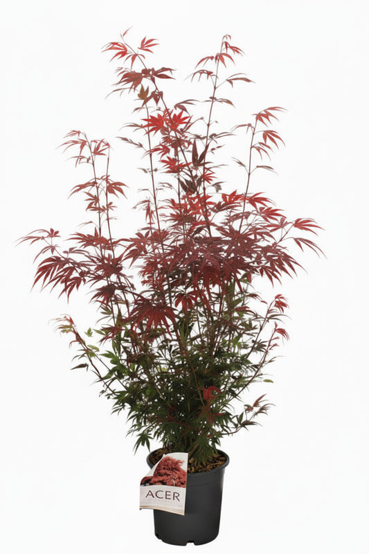 Acer palmatum Shaina 120-130 cm – Japanischer Fächerahorn - leuchtend rot