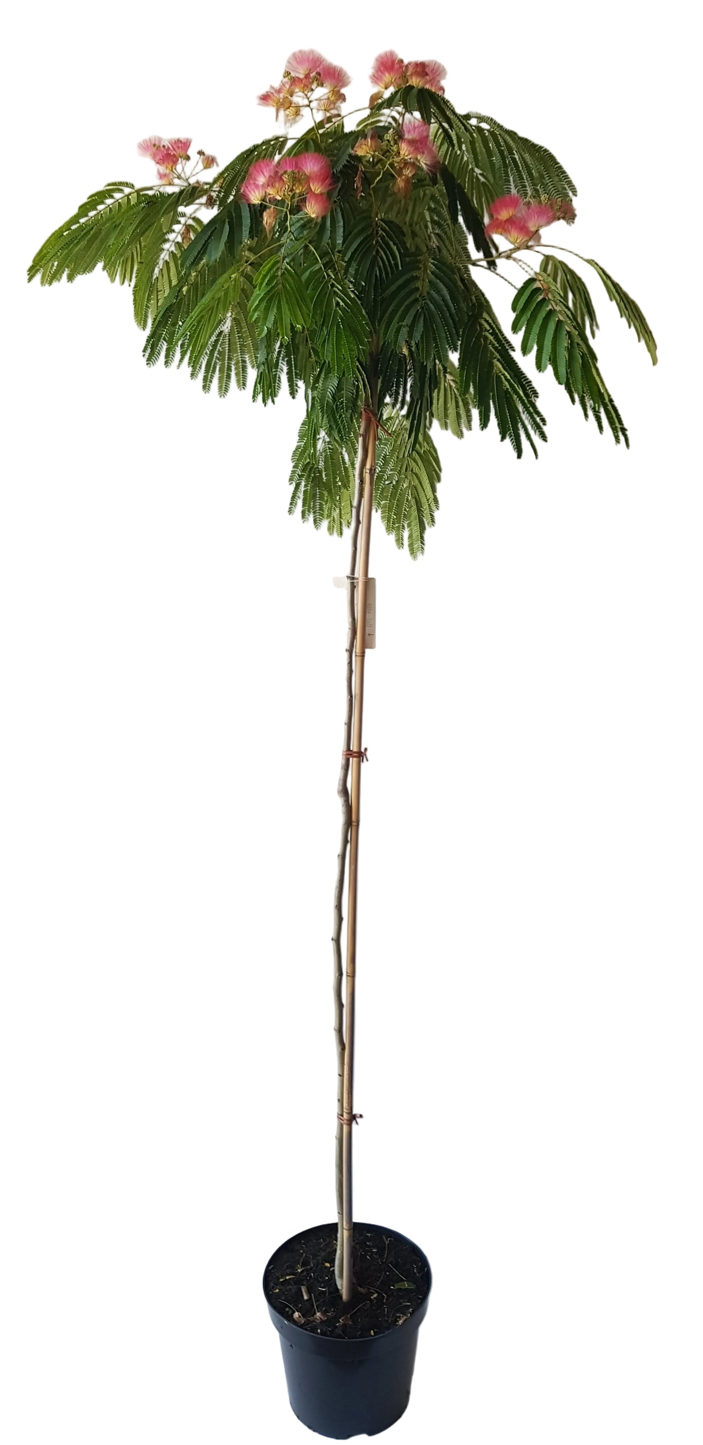 Albizia julibrissin 'Ombrella' – Seidenbaum, Schlafbaum 170–180 cm