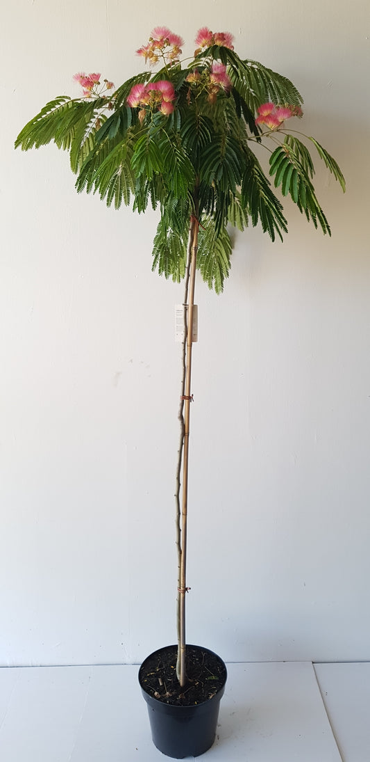 Albizia julibrissin 'Ombrella' – Seidenbaum, Schlafbaum 170–180 cm