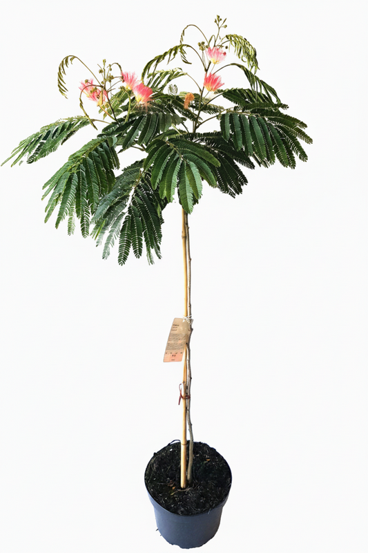 Albizia julibrissin 'Ombrella' – Seidenbaum, Schlafbaum 120-130 cm