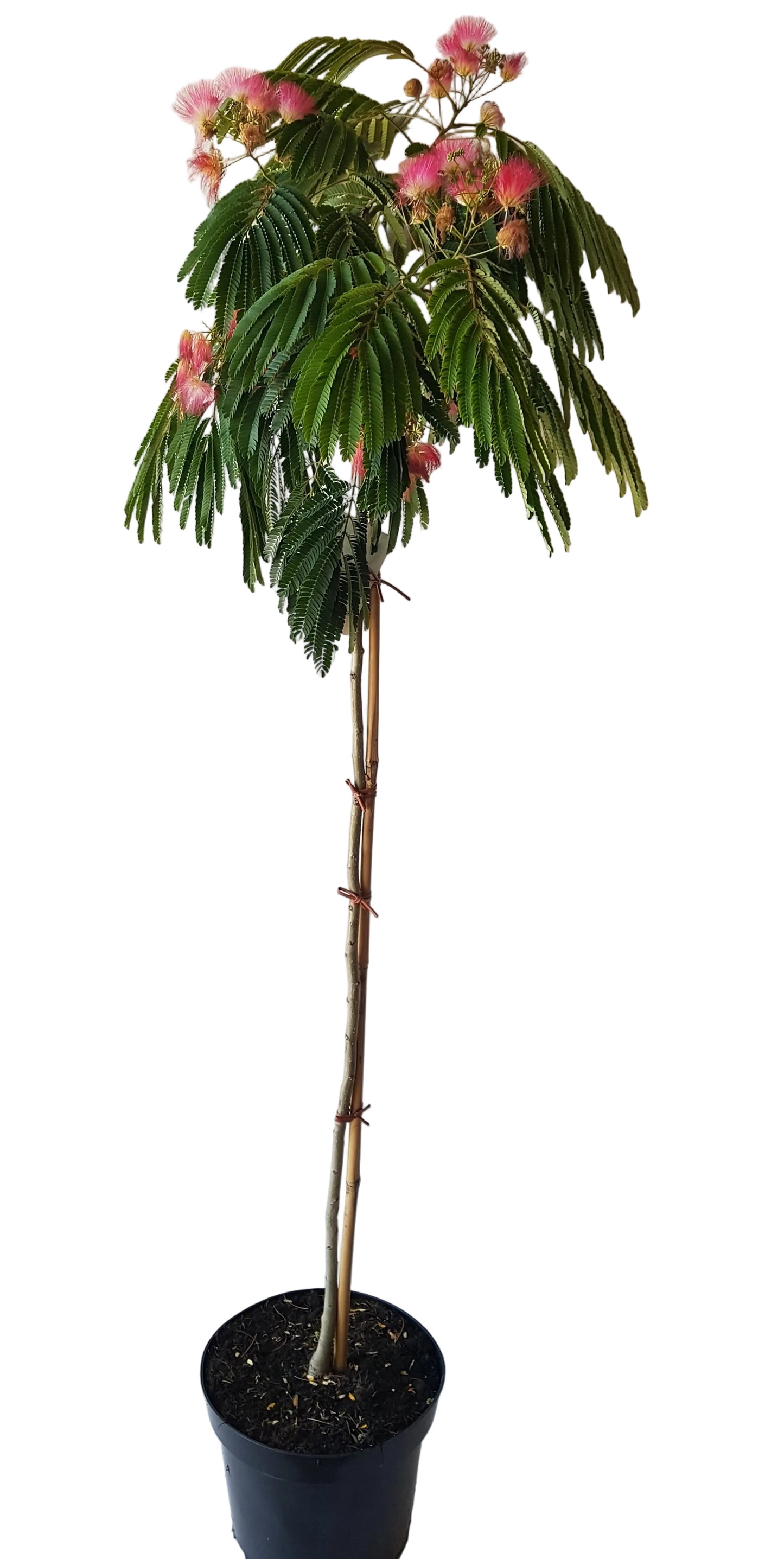 Albizia julibrissin 'Ombrella' – Seidenbaum, Schlafbaum 130–140 cm