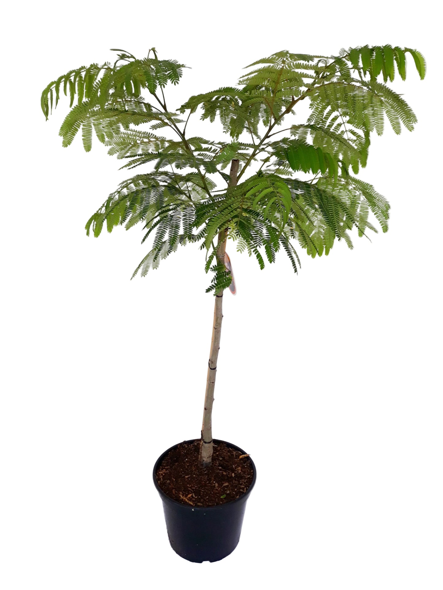Albizia julibrissin 'Ombrella' – Seidenbaum, Schlafbaum 130–140 cm