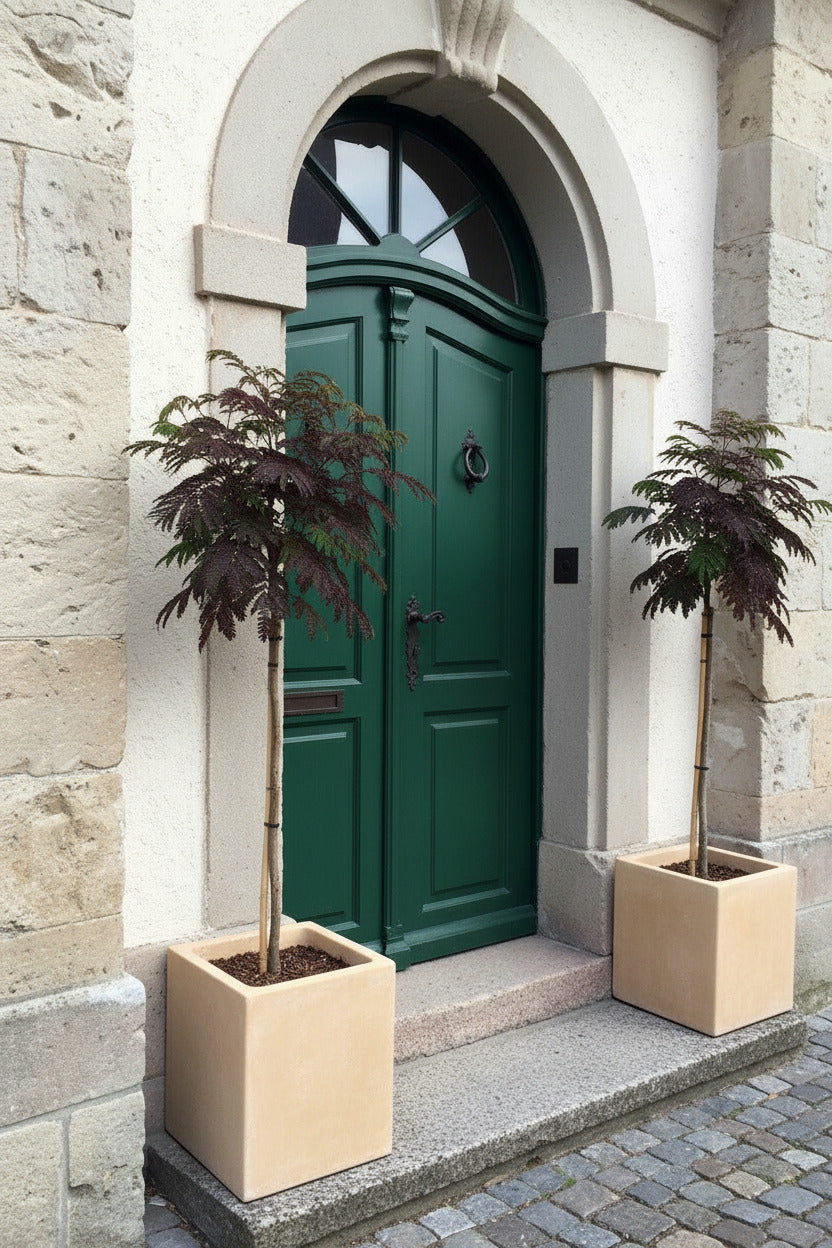 Seidenbaum/ Schlafbaum / Schokoladenbaum Stämmchen, Albizia julibrissin 'Summer Chocolate' –  110-120 cm