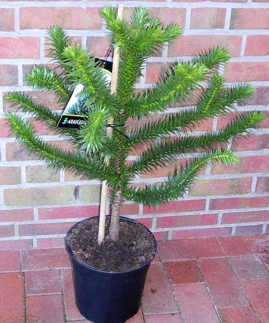 Araucaria araucana – Schmucktanne / Affenbaum / Andentanne – 70–80 cm Gesamthöhe