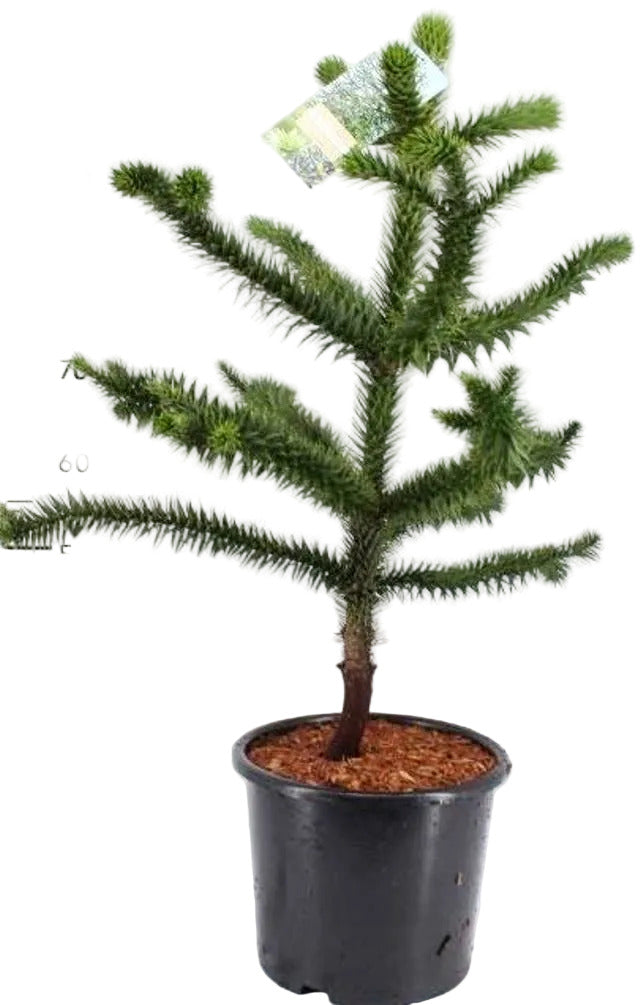 Araucaria araucana – Schmucktanne / Affenbaum / Andentanne – 70–80 cm Gesamthöhe