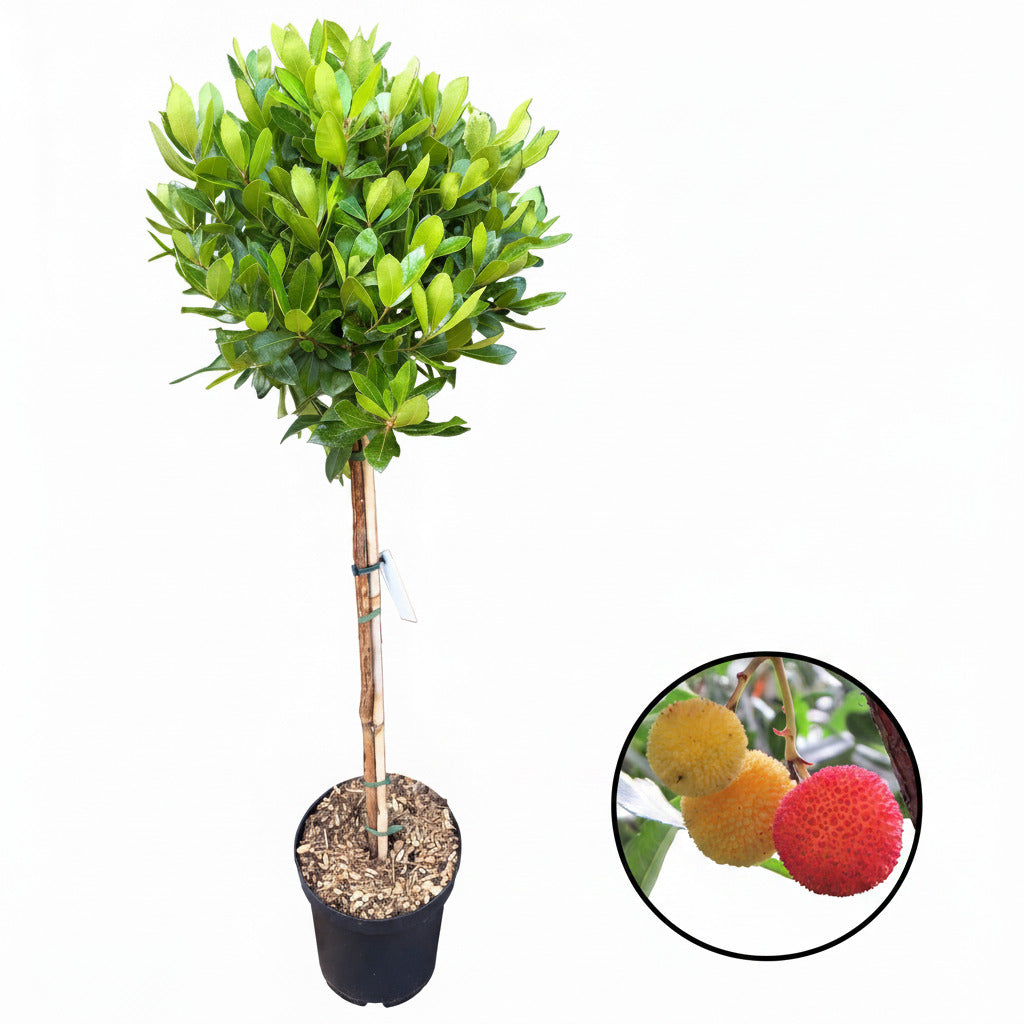 Arbutus unedo – Erdbeerbaum als dekoratives Stämmchen - 130-140 cm