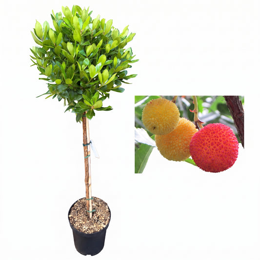 Arbutus unedo – Erdbeerbaum als dekoratives Stämmchen - 130-140 cm