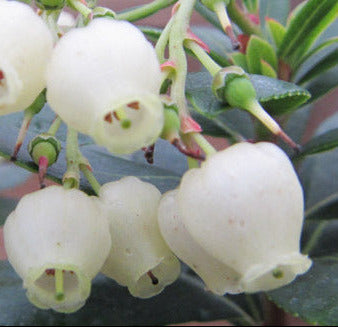 Arbutus unedo – Erdbeerbaum als dekoratives Stämmchen - 130-140 cm