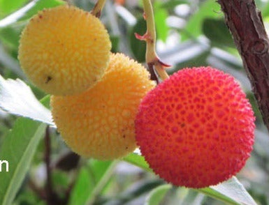 Arbutus unedo – Erdbeerbaum als dekoratives Stämmchen - 130-140 cm