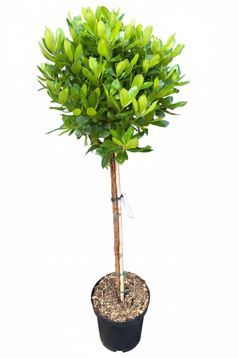 Arbutus unedo – Erdbeerbaum als dekoratives Stämmchen - 130-140 cm