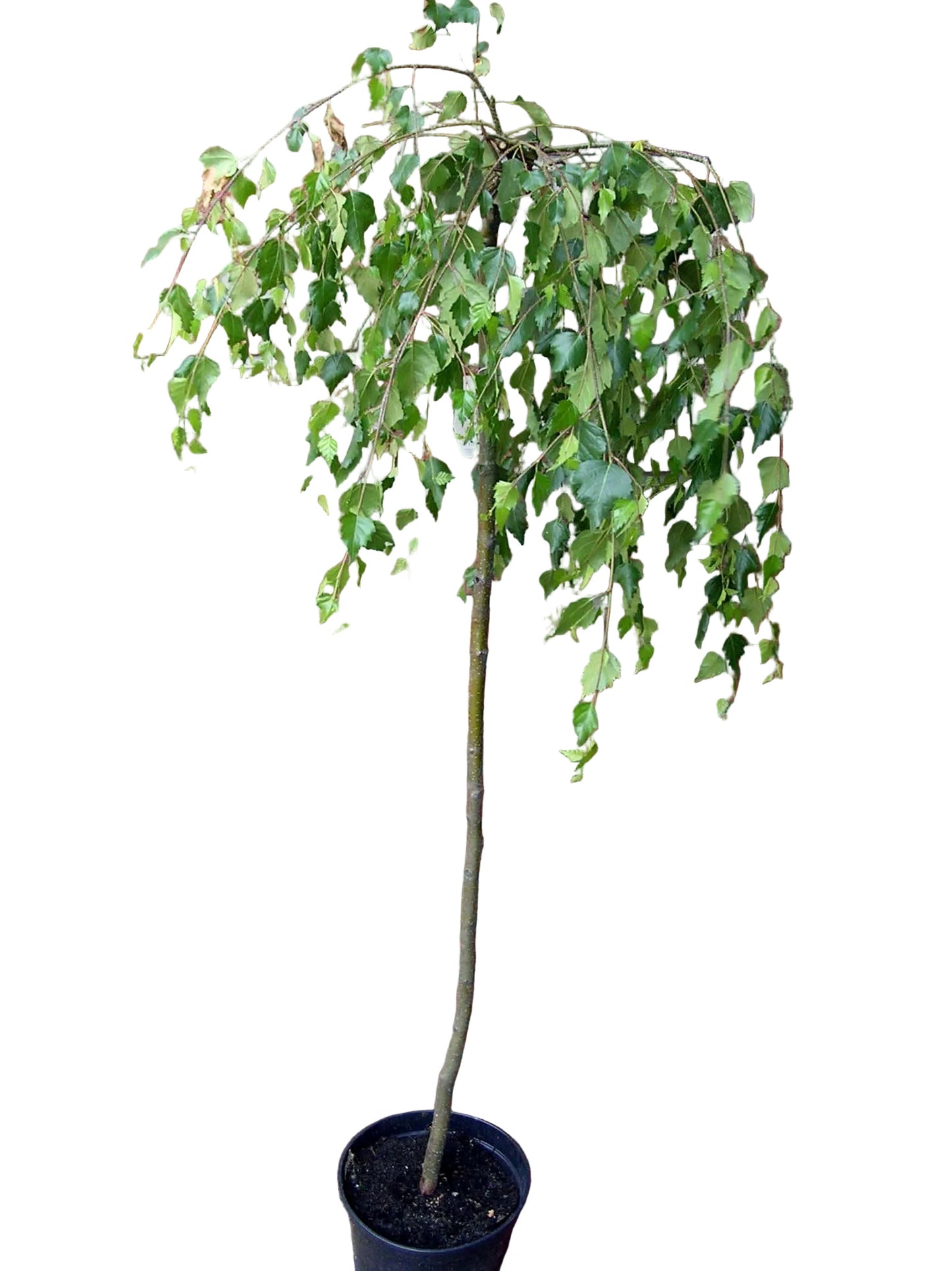 Trauerbirke 'Youngii' 160–170 cm – Betula pendula