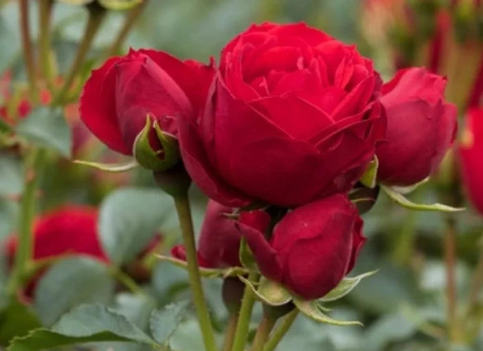 Rosa ‘Manora’ Hochstamm 170–180 cm | Stammhöhe 110 cm | Rot blühende Edelrose | Winterhart | Duftrose im Topf