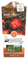 Rosa ‘Mein München’ Hochstamm 170–180 cm | Stammhöhe 110 cm | Orange-gelb blühende Duftrose | Winterhart | Edelrose im Topf