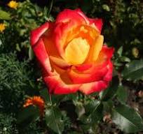 Rosa ‘Mein München’ Hochstamm 170–180 cm | Stammhöhe 110 cm | Orange-gelb blühende Duftrose | Winterhart | Edelrose im Topf