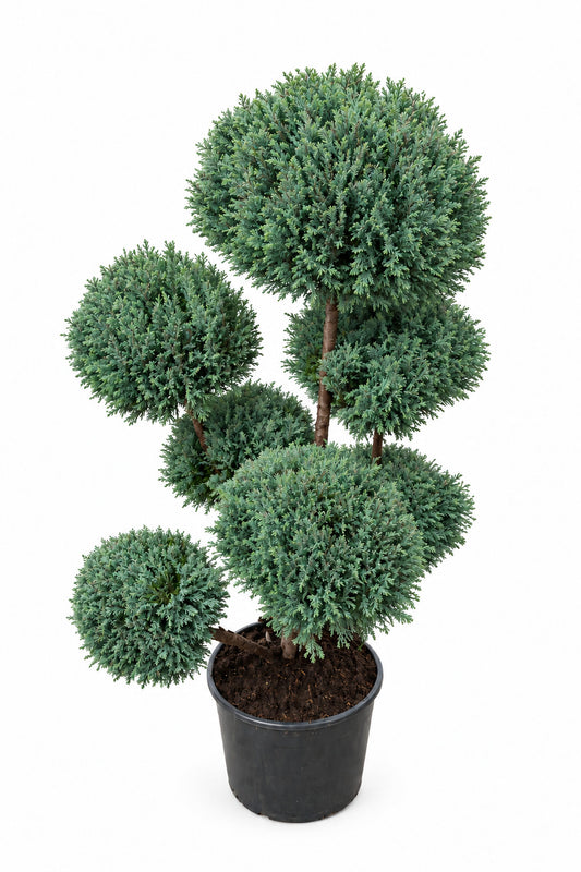 Gartenbonsai – Formpflanze – Chamaecyparis Ellwoodii 120–130 cm