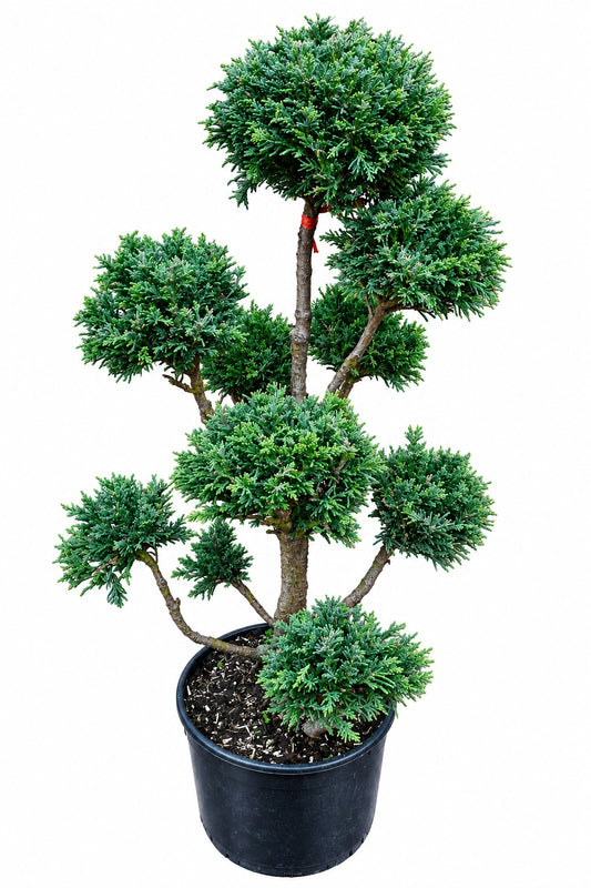 Gartenbonsai Muschelzypresse 110–120 cm – Chamaecyparis obtusa 'Drath'