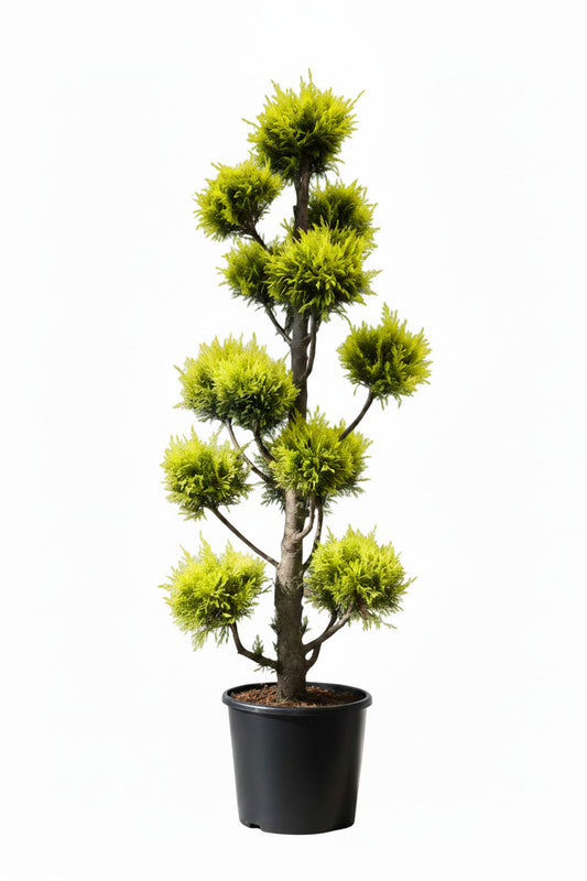 Chamaecyparis Gartenbonsai XXL – Immergrüne Formpflanze, goldende Scheinzypresse – Winterhart & schnittverträglich – 130–140 cm