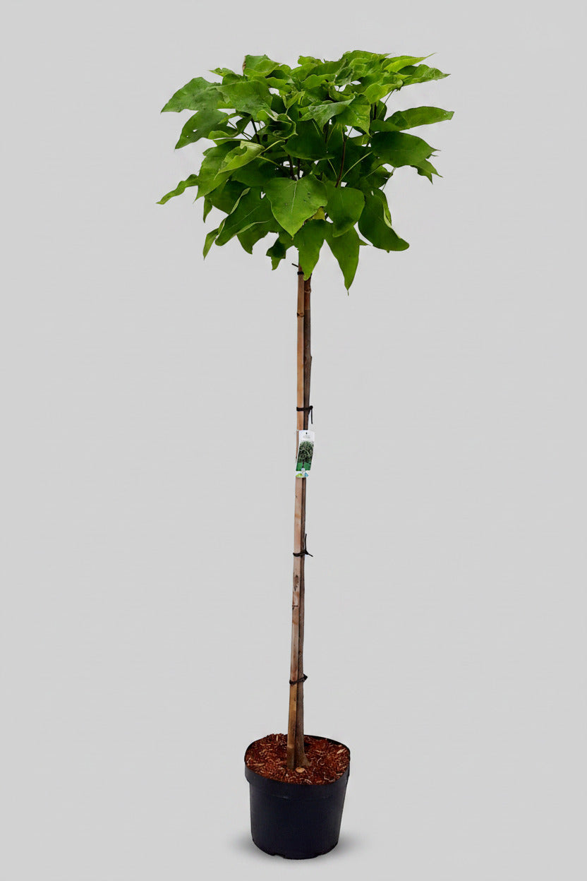 Kugelbaum - Trompetenbaum, 180-190 cm,  Catalpa bignoides Nana