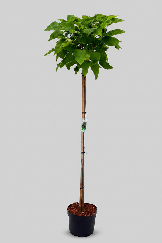 Kugelbaum - Trompetenbaum, 180-190 cm,  Catalpa bignoides Nana