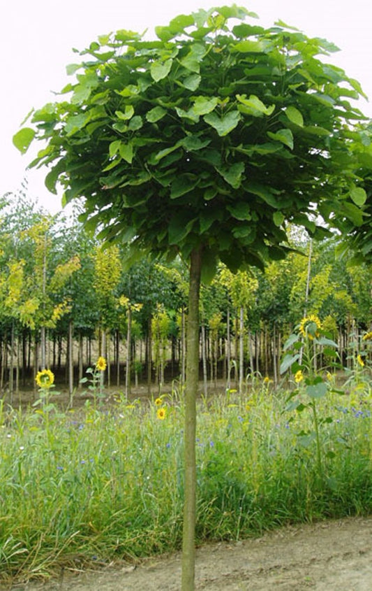 Kugel-Trompetenbaum Catalpa bignonioides 'Nana' – 250 cm Hochstamm, Stammhöhe 180 cm