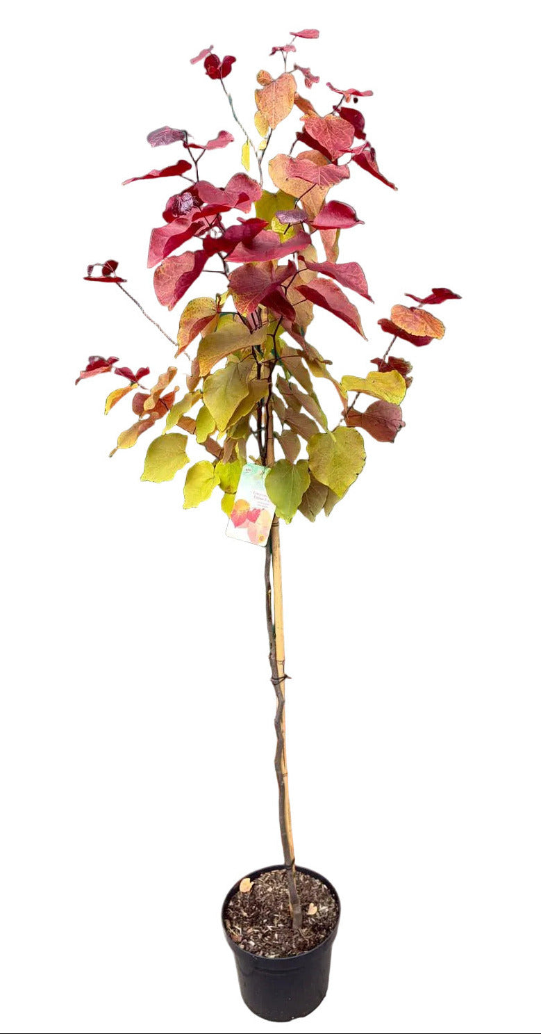 Cercis canadensis 'Eternal Flame' – 170–180 cm – Farbenprächtiger Judasbaum Hochstamm