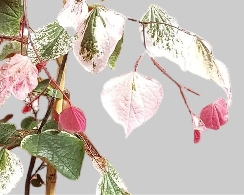 Cercis canadensis 'Carolina Sweetheart'® 160–170 cm – Farbenprächtiger Judasbaum